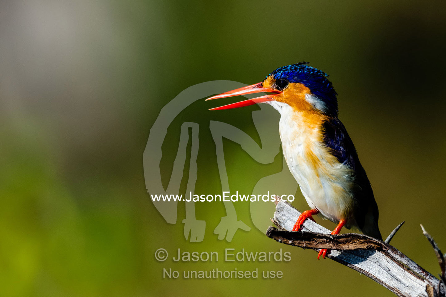 An iridescent Malachite Kingfisher roosting above a wetland. Chobe River, Chobe National Park, Botswana.