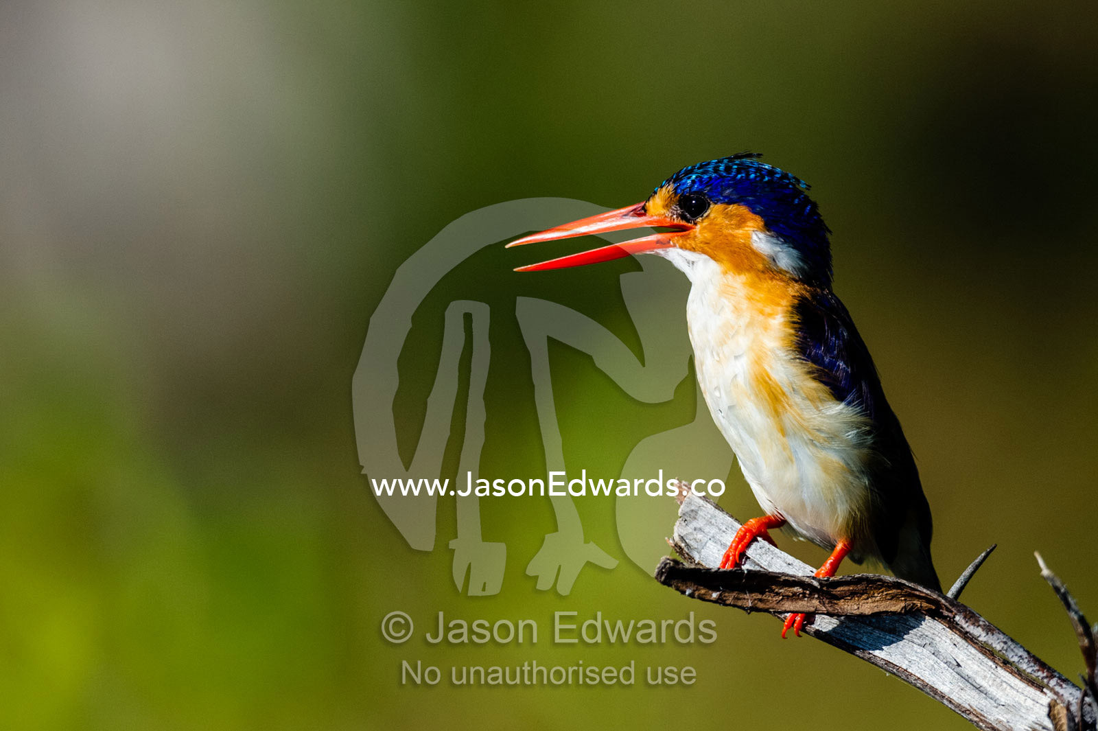 An iridescent Malachite Kingfisher roosting above a wetland. Chobe River, Chobe National Park, Botswana.