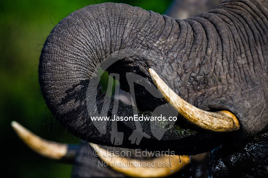 The ivory tusks of an African Elephant drinking with it's trunk. Chobe River, Chobe National Park, Botswana.