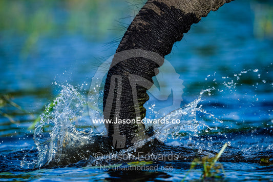 An African Elephant draws water into it's trunk to drink. Chobe River, Chobe National Park, Botswana.