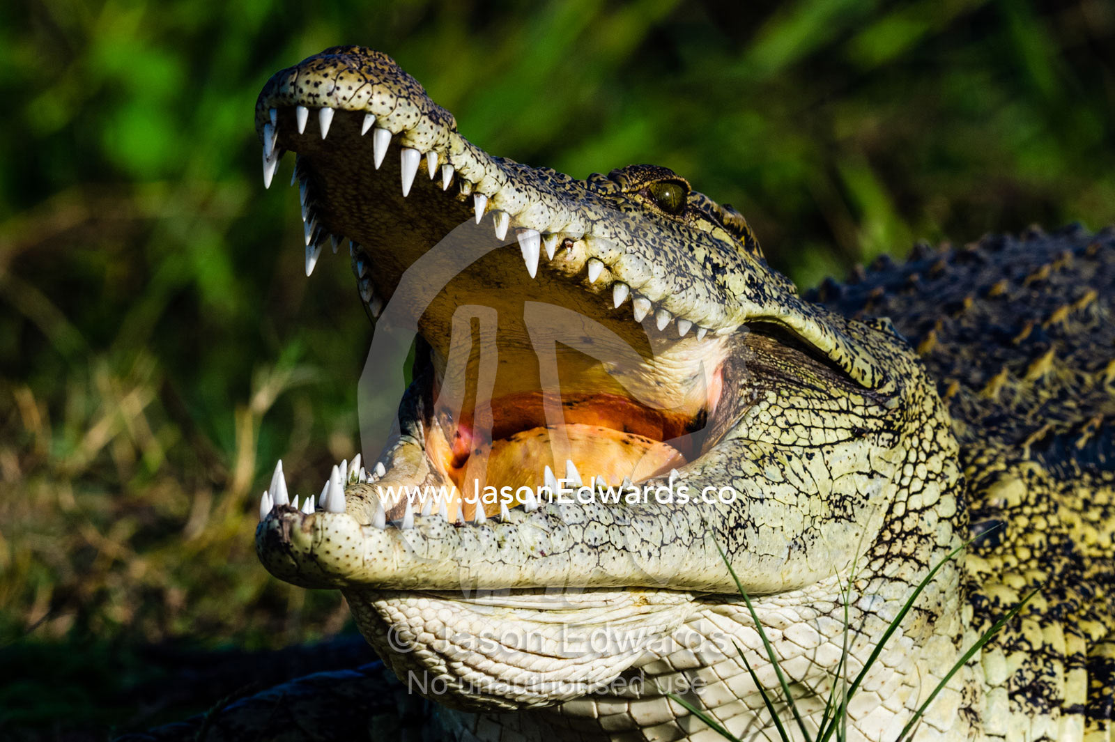 The powerful teeth and jaws of a Nile Crocodile sun basking on an island in a river. Chobe River, Chobe National Park, Botswana.
