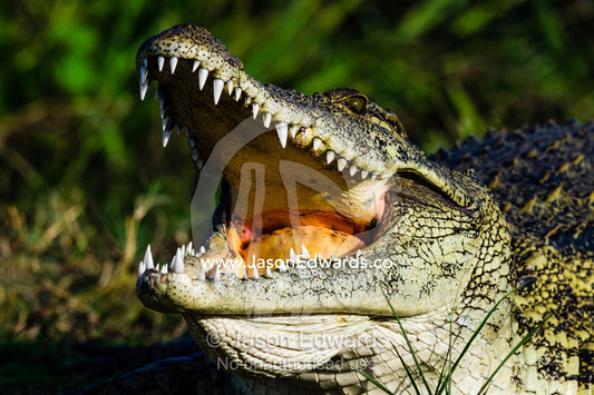 The powerful teeth and jaws of a Nile Crocodile sun basking on an island in a river. Chobe River, Chobe National Park, Botswana.