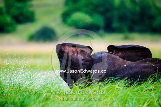 The veins in the ears of an African Elephant standing in tall grass. Chobe River, Chobe National Park, Botswana.