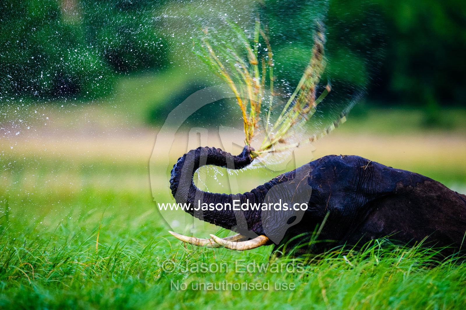 An African Elephant pulling grasses from a wetland sending a spray of water. Chobe River, Chobe National Park, Botswana.