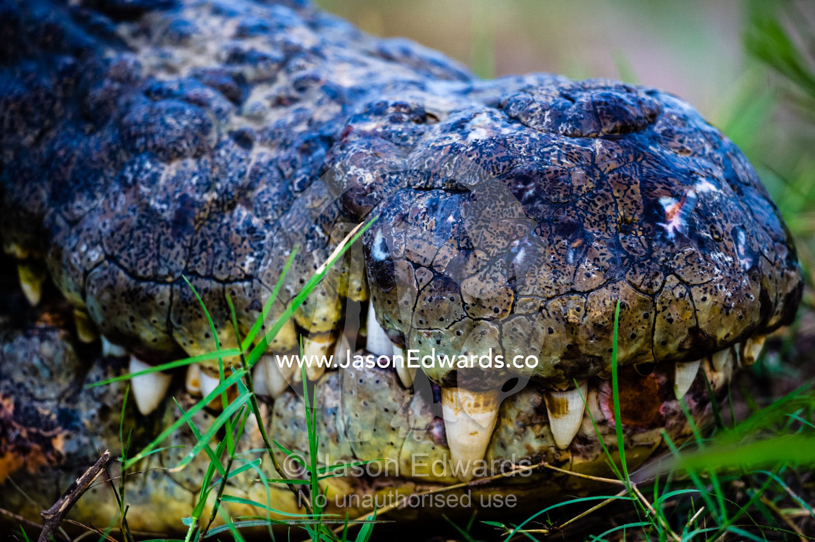 The teeth and scales on the nose of a Nile Crocodile. Chobe River, Chobe National Park, Botswana.