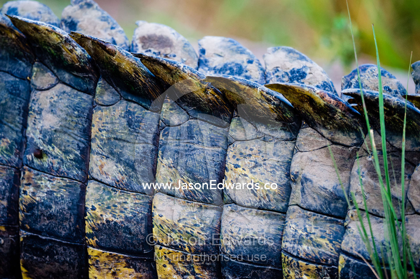 The leathery scales and scutes on the tail of a Nile Crocodile. Chobe River, Chobe National Park, Botswana.