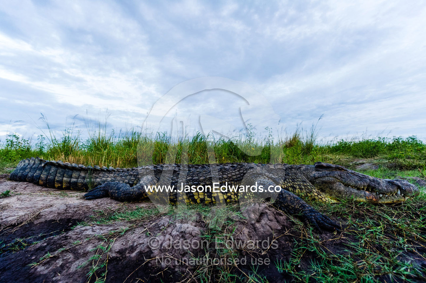 A large Nile Crocodile sun basking on a river bank. Chobe River, Chobe National Park, Botswana.
