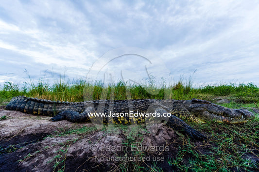 A large Nile Crocodile sun basking on a river bank. Chobe River, Chobe National Park, Botswana.