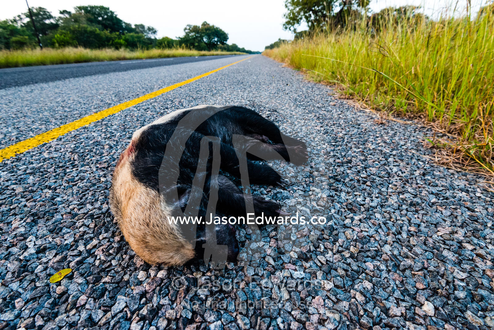 A dead Honey Badger killed by a vehicle crossing a road. Chobe National Park, Botswana.