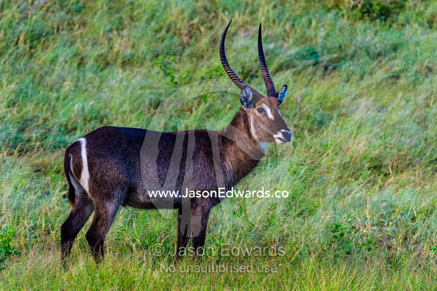 A Common Waterbuck standing on a grass plain. Chobe National Park, Botswana.
