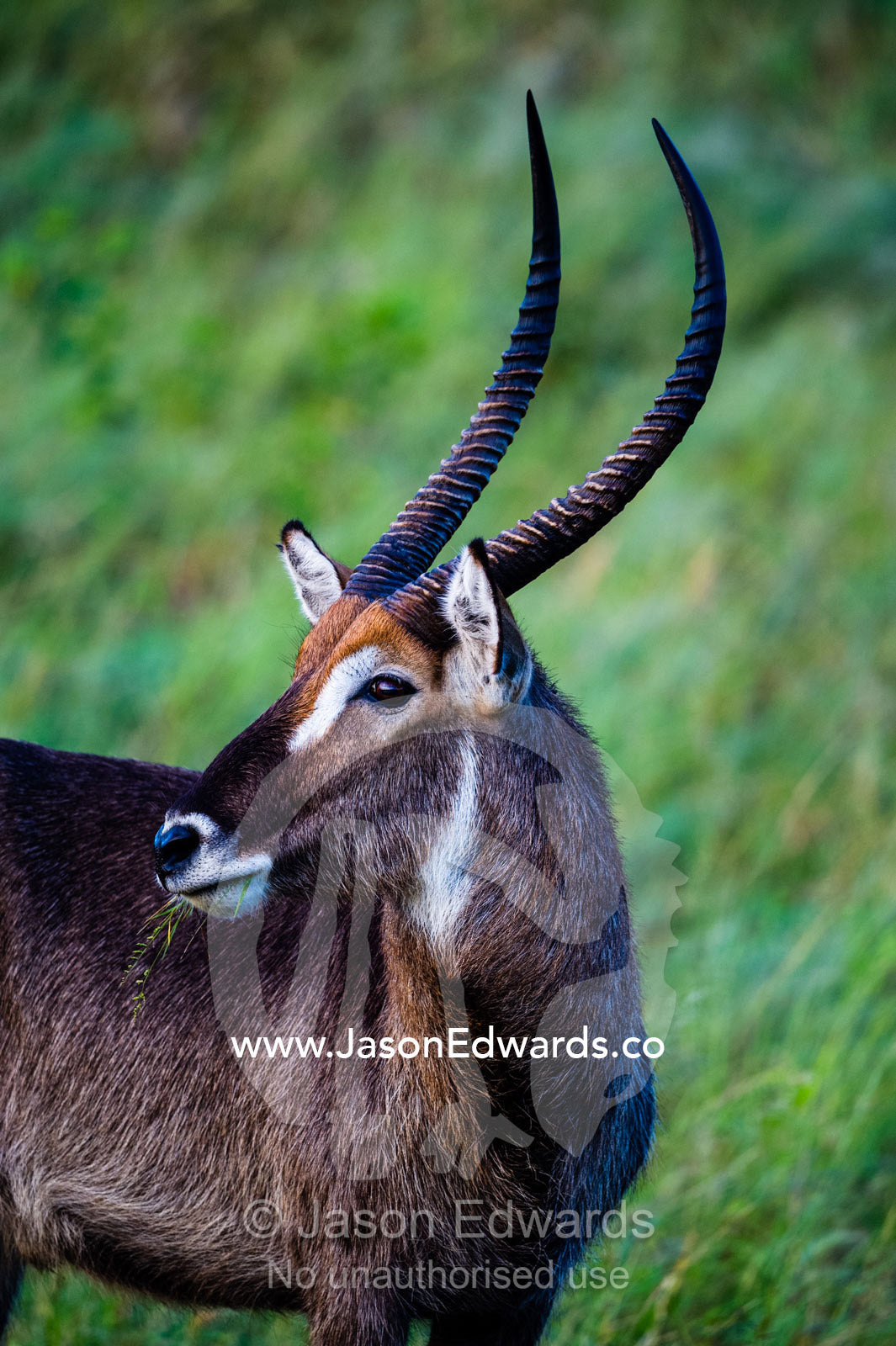 A portrait of a Common Waterbuck with long horns standing on a grass plain. Chobe National Park, Botswana.