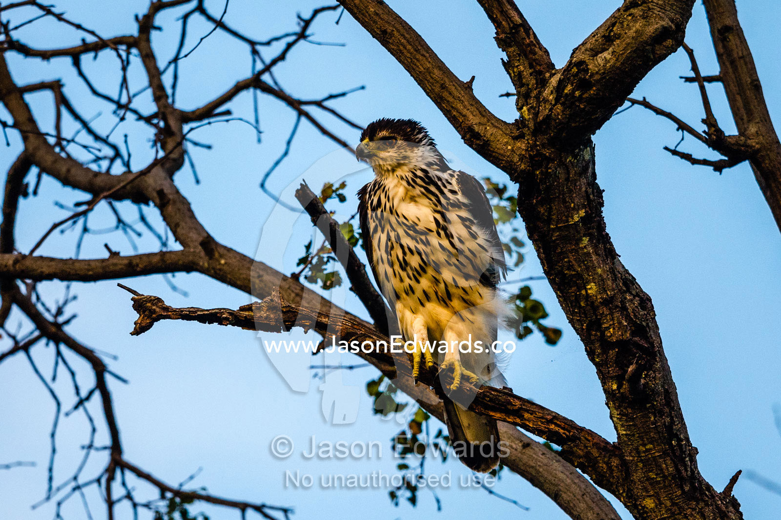 An African hawk-eagle with fluffed feathers after a bath. Chobe National Park, Botswana.