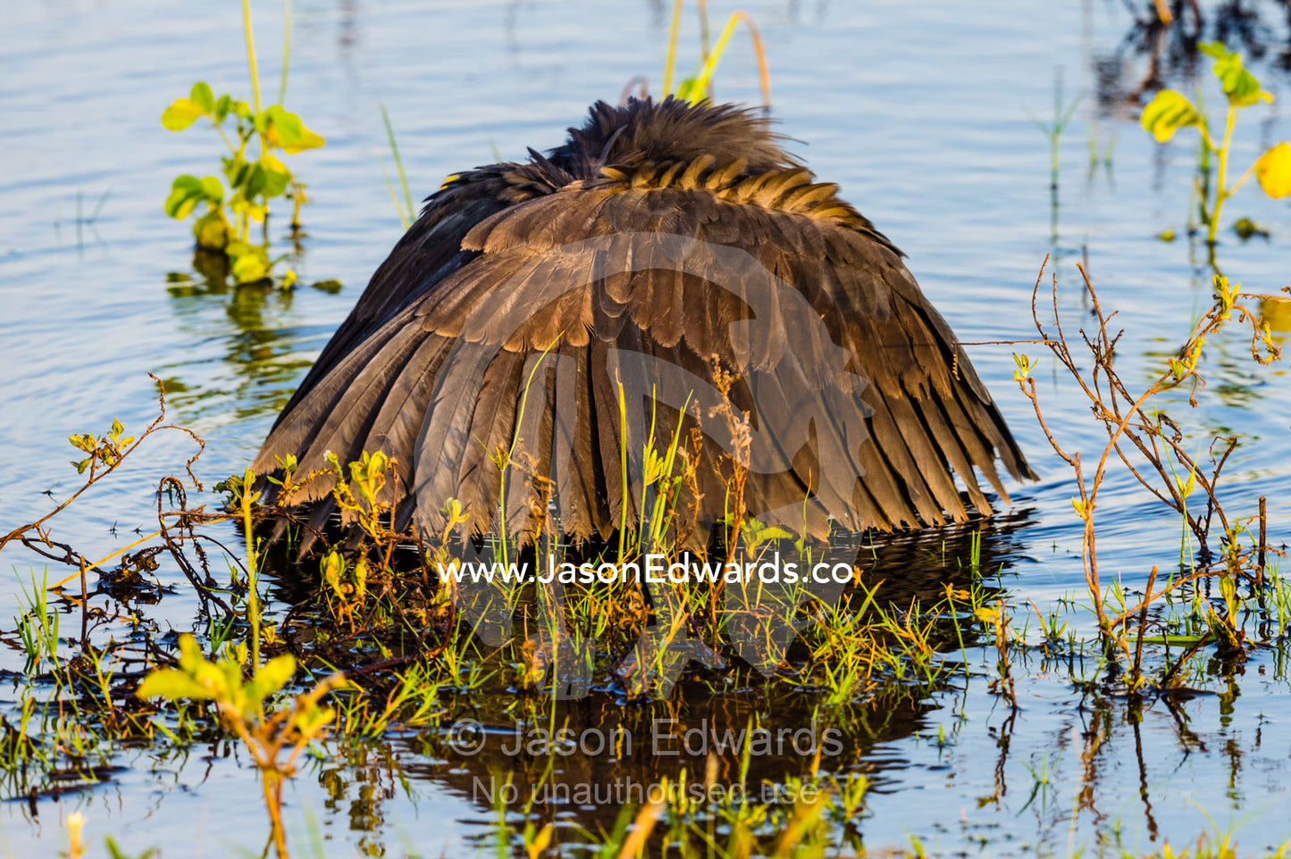 A Black Egret shading the water with it's wings to hunt prey. Chobe River, Chobe National Park, Botswana.