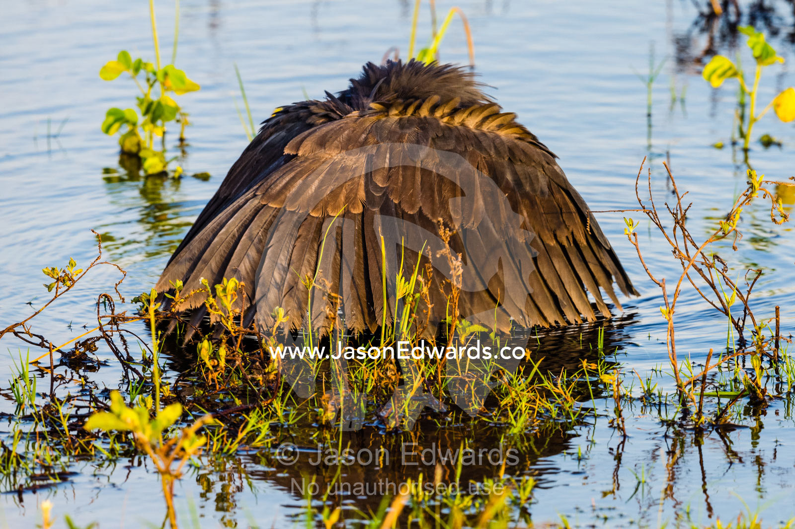 A Black Egret shading the water with it's wings to hunt prey. Chobe River, Chobe National Park, Botswana.