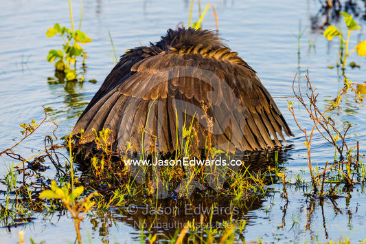A Black Egret shading the water with it's wings to hunt prey. Chobe River, Chobe National Park, Botswana.