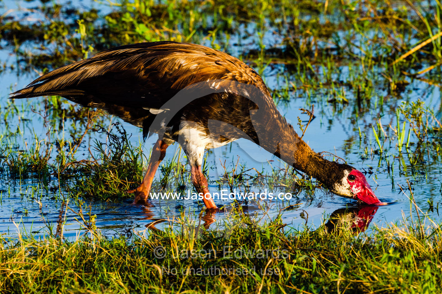 A Spur-winged Goose feeding in the reeds on a floodplain. Chobe River, Chobe National Park, Botswana.