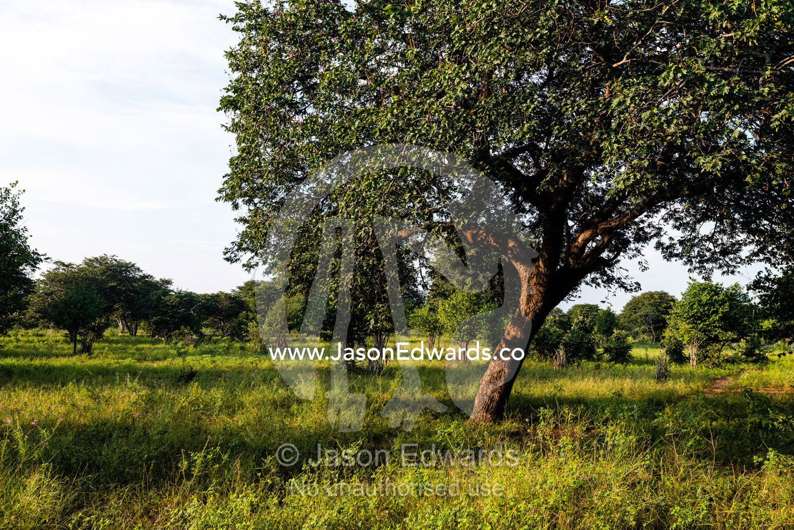 Following rain green grass carpets a savannah beneath an open woodland. Chobe National Park, Botswana.
