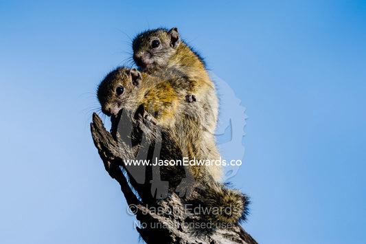 A pair of Smith's Bush Squirrel cuddling for warmth in the morning sun. Chobe National Park, Botswana.