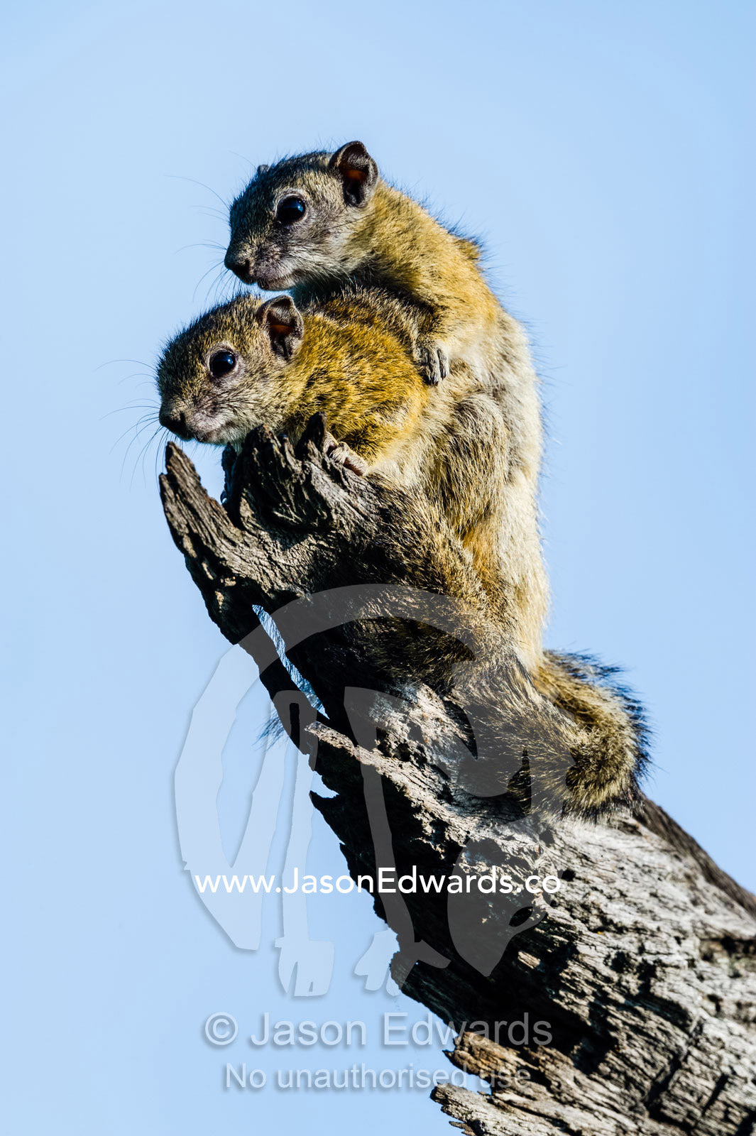A pair of Smith's Bush Squirrel cuddling for warmth in the morning sun. Chobe National Park, Botswana.