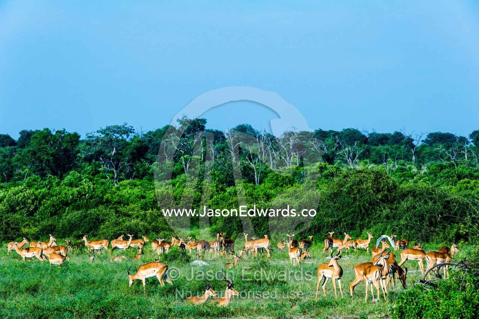 A large herd of Impala resting and grazing in a forest clearing. Chobe National Park, Botswana.
