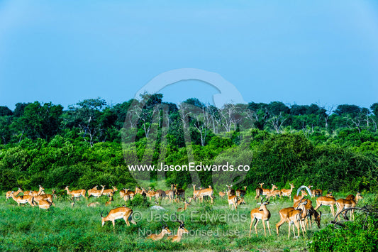 A large herd of Impala resting and grazing in a forest clearing. Chobe National Park, Botswana.