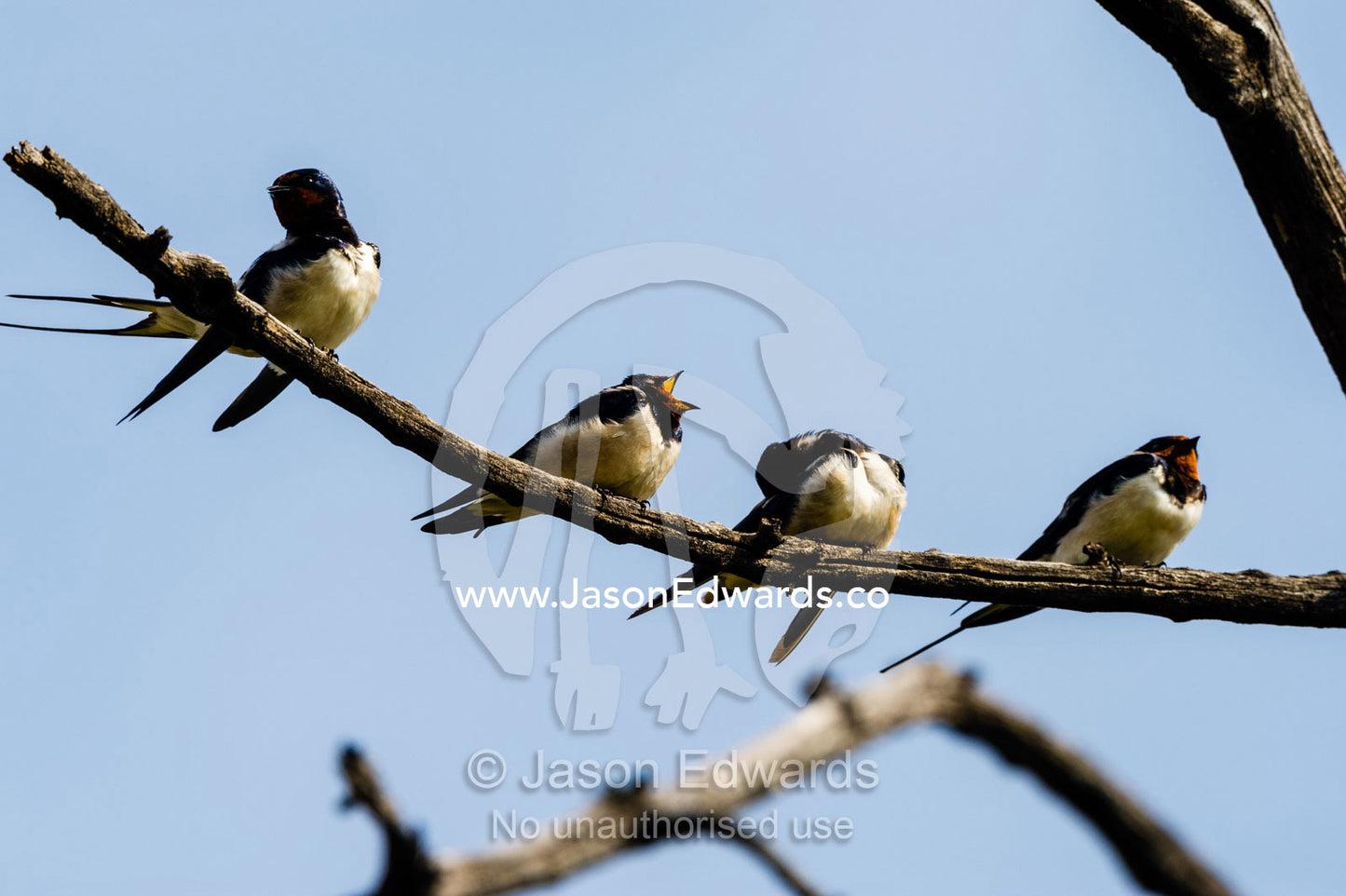 Bright orange head feathers on a Wiretailed Swallow resting in a dead tree. Chobe National Park, Botswana.