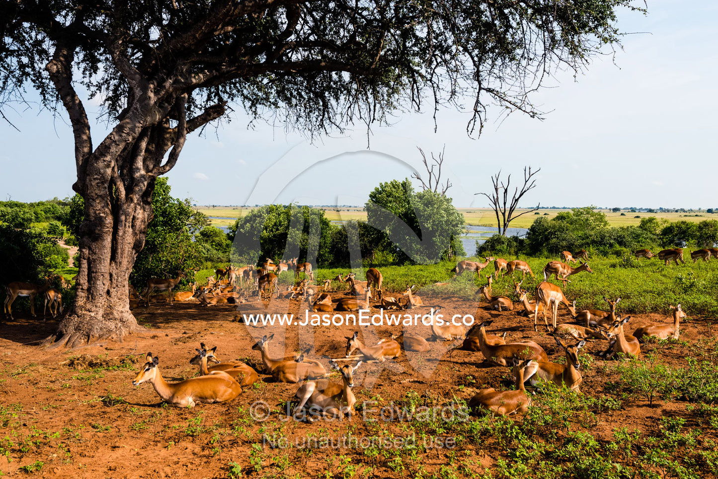 A herd of Impala resting from the heat of the day beneath a tree. Chobe National Park, Botswana.