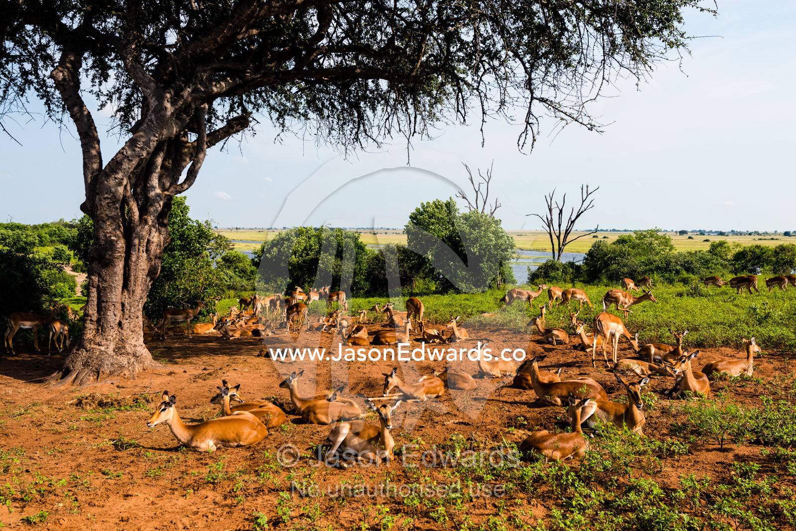 A herd of Impala resting from the heat of the day beneath a tree. Chobe National Park, Botswana.