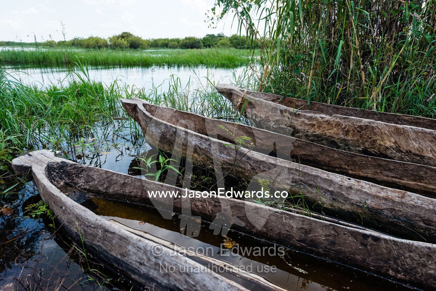 A row of mekoro dug out canoes on the shore of a river. Chobe River, Chobe National Park, Botswana.