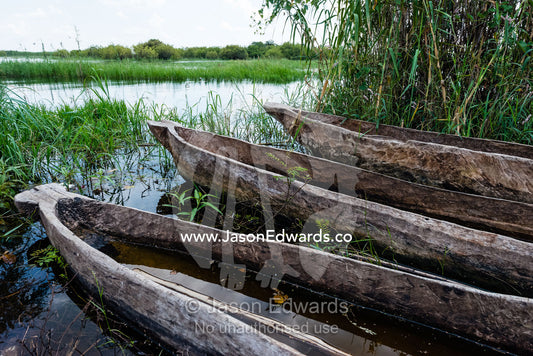 A row of mekoro dug out canoes on the shore of a river. Chobe River, Chobe National Park, Botswana.