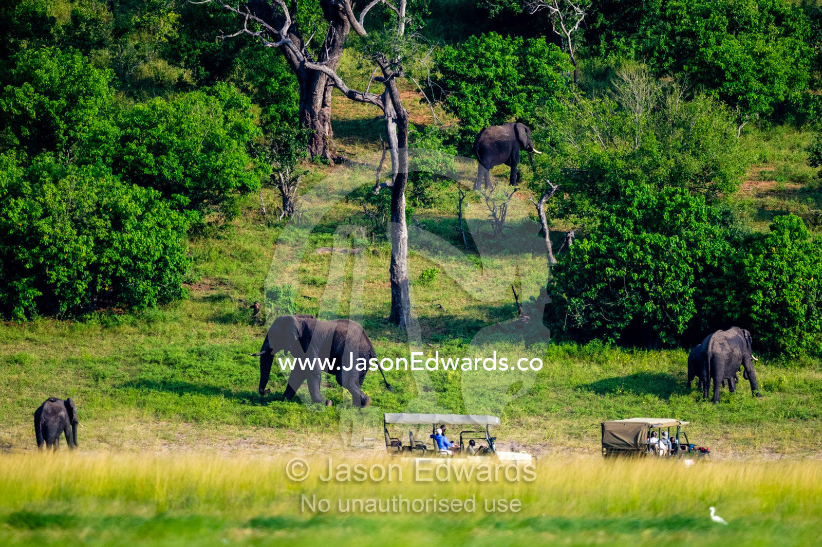 A herd of African Elephants grazing on a floodplain near tourists in 4wd. Chobe River, Chobe National Park, Botswana.