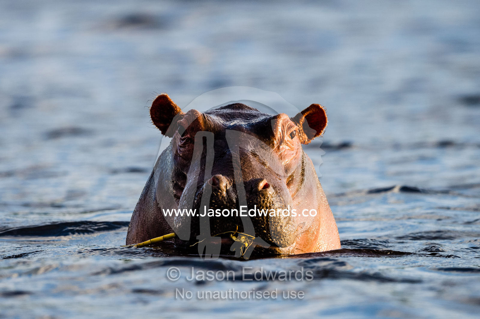 An aggressive Nile Hippopotamus surfaces in a river to challenge it's territory. Chobe River, Chobe National Park, Botswana.