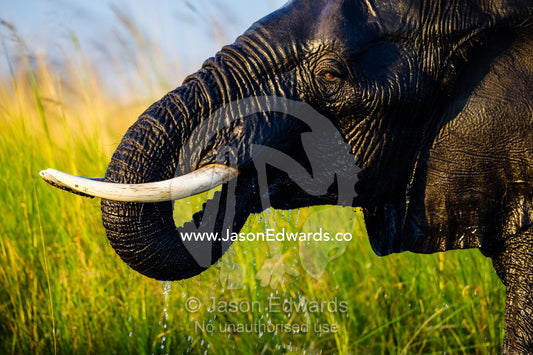 The ivory tusks of an African Elephant drinking with it's trunk. Chobe River, Chobe National Park, Botswana.