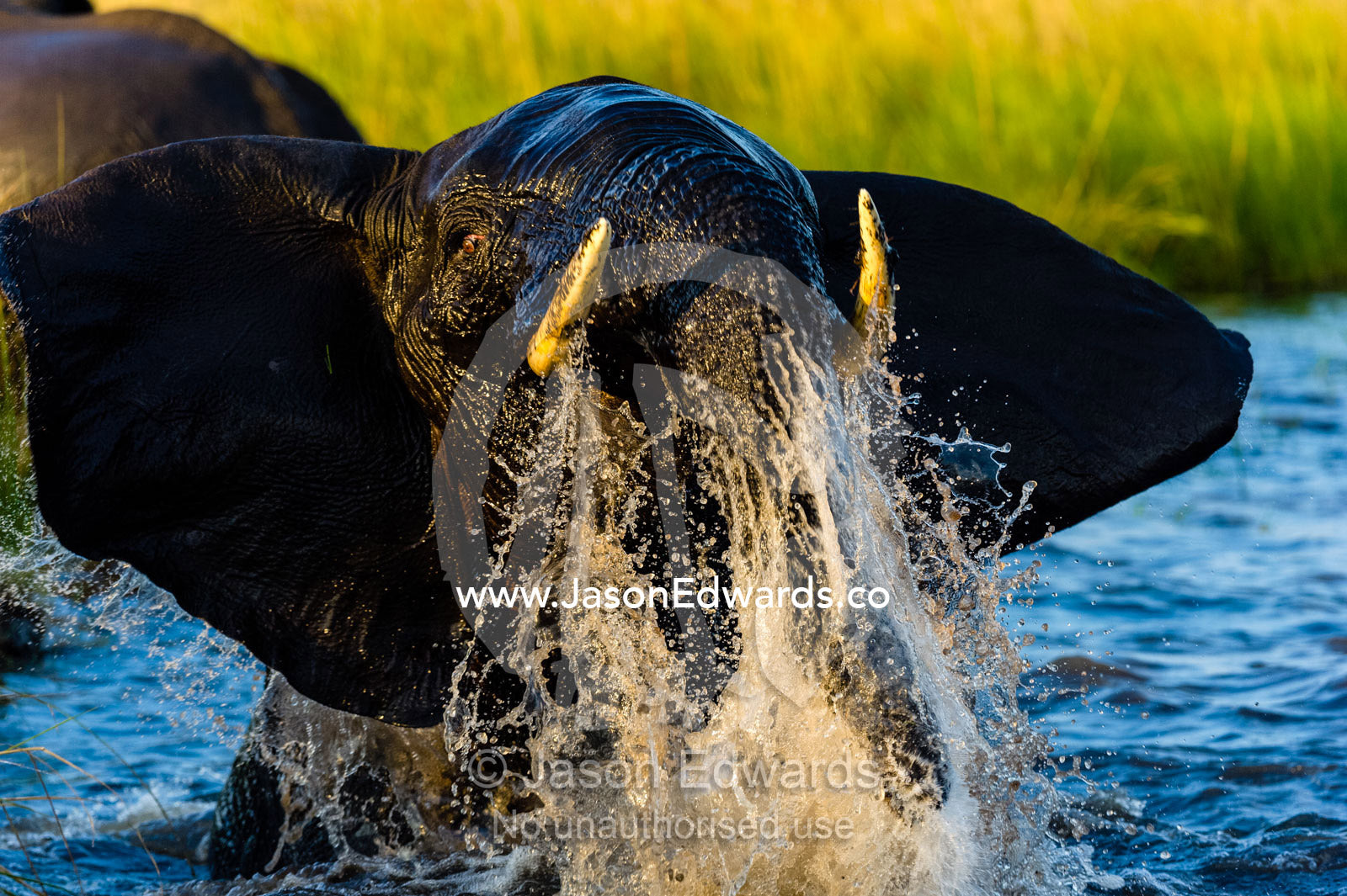 An African Elephant slamming the water with it's trunk in a territorial display. Chobe River, Chobe National Park, Botswana.