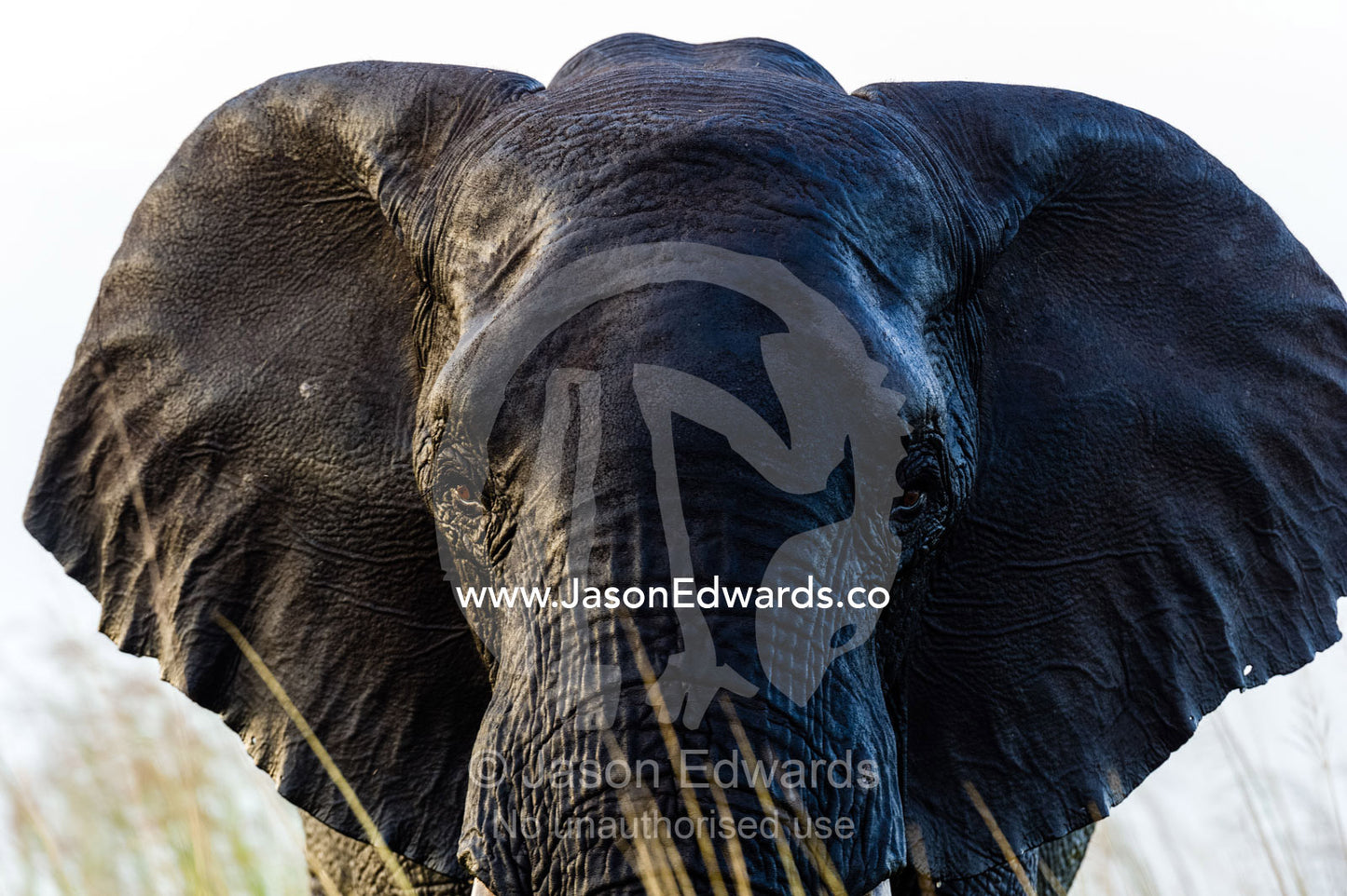 An African Elephant with wet skin after bathing in a river. Chobe River, Chobe National Park, Botswana.