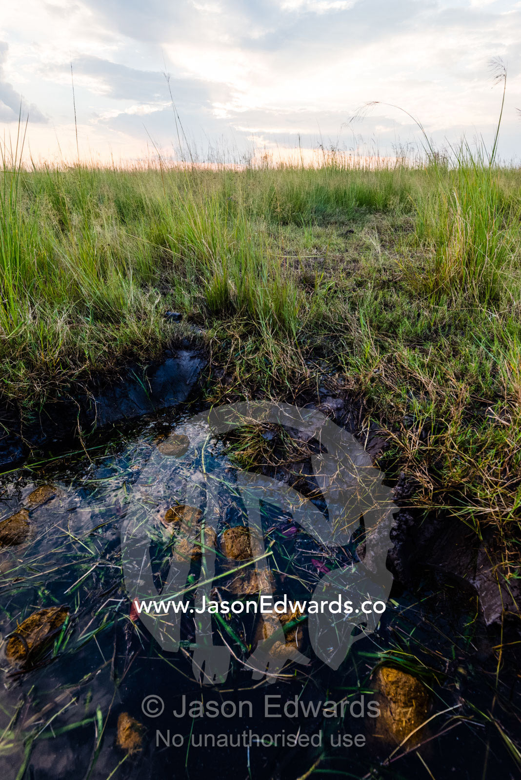 African Elephant faeces and grass on the surface of a wetland where African Elephants were feeding. Chobe River, Chobe National Park, Botswana.