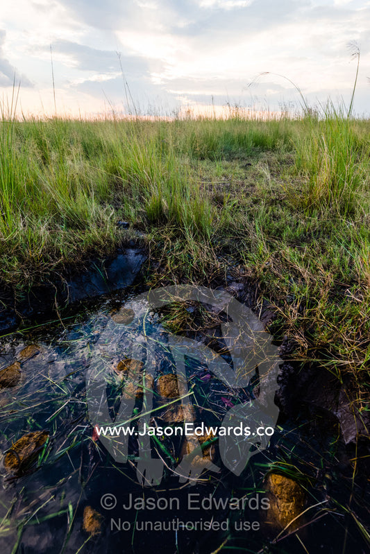 African Elephant faeces and grass on the surface of a wetland where African Elephants were feeding. Chobe River, Chobe National Park, Botswana.