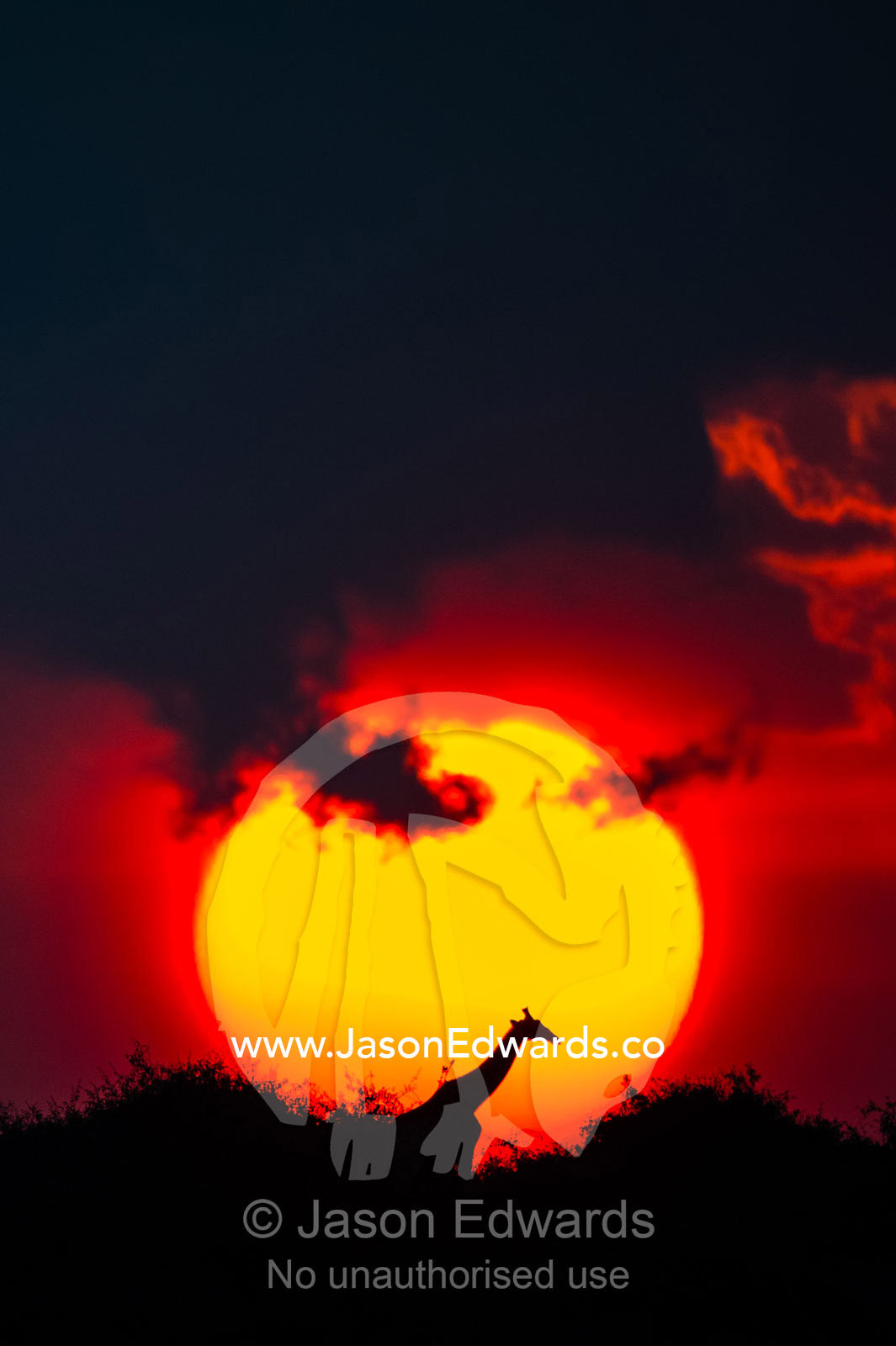The silhouette of a Giraffe walking past a blazing sun at sunset. Chobe National Park, Botswana.