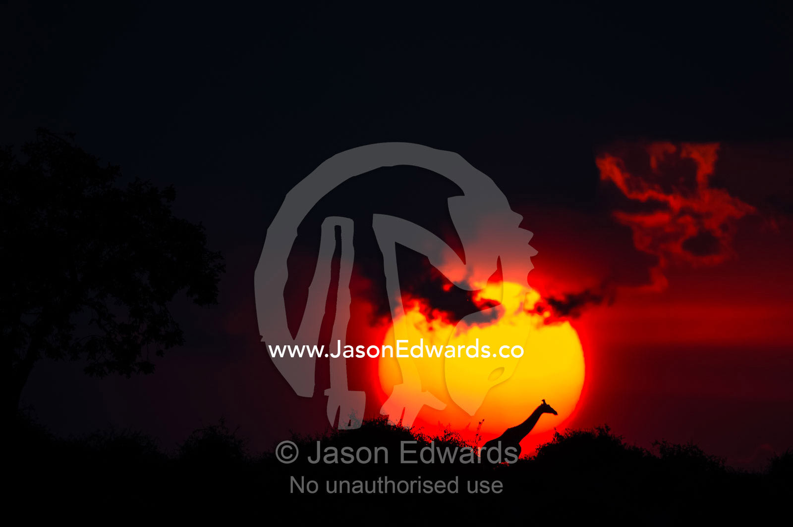 The silhouette of a Giraffe walking past a blazing sun at sunset. Chobe National Park, Botswana.