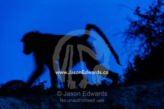 The silhouette of a Chacma Baboon foraging at night. Chobe National Park, Botswana.