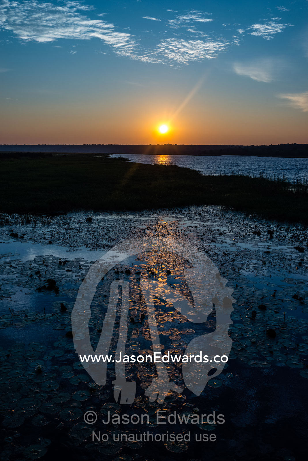 Dawn rising over a wetland filled with water lily leaves and flowers. Chobe River, Chobe National Park, Botswana.