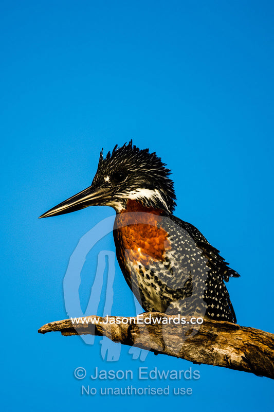 A Giant Kingfisher roosting on a dead tree above a wetland. Chobe River, Chobe National Park, Botswana.