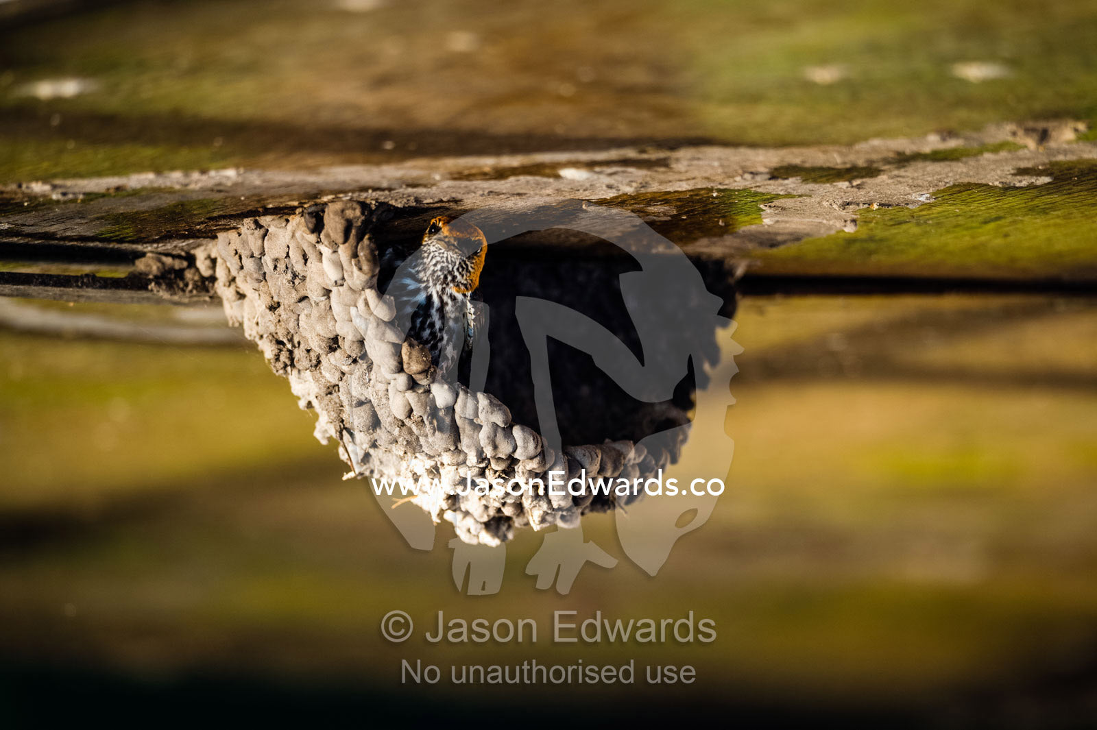 A Lesser Striped Swallow constructing a mud nest beneath the ceiling of a river boat. Chobe River, Chobe National Park, Botswana.
