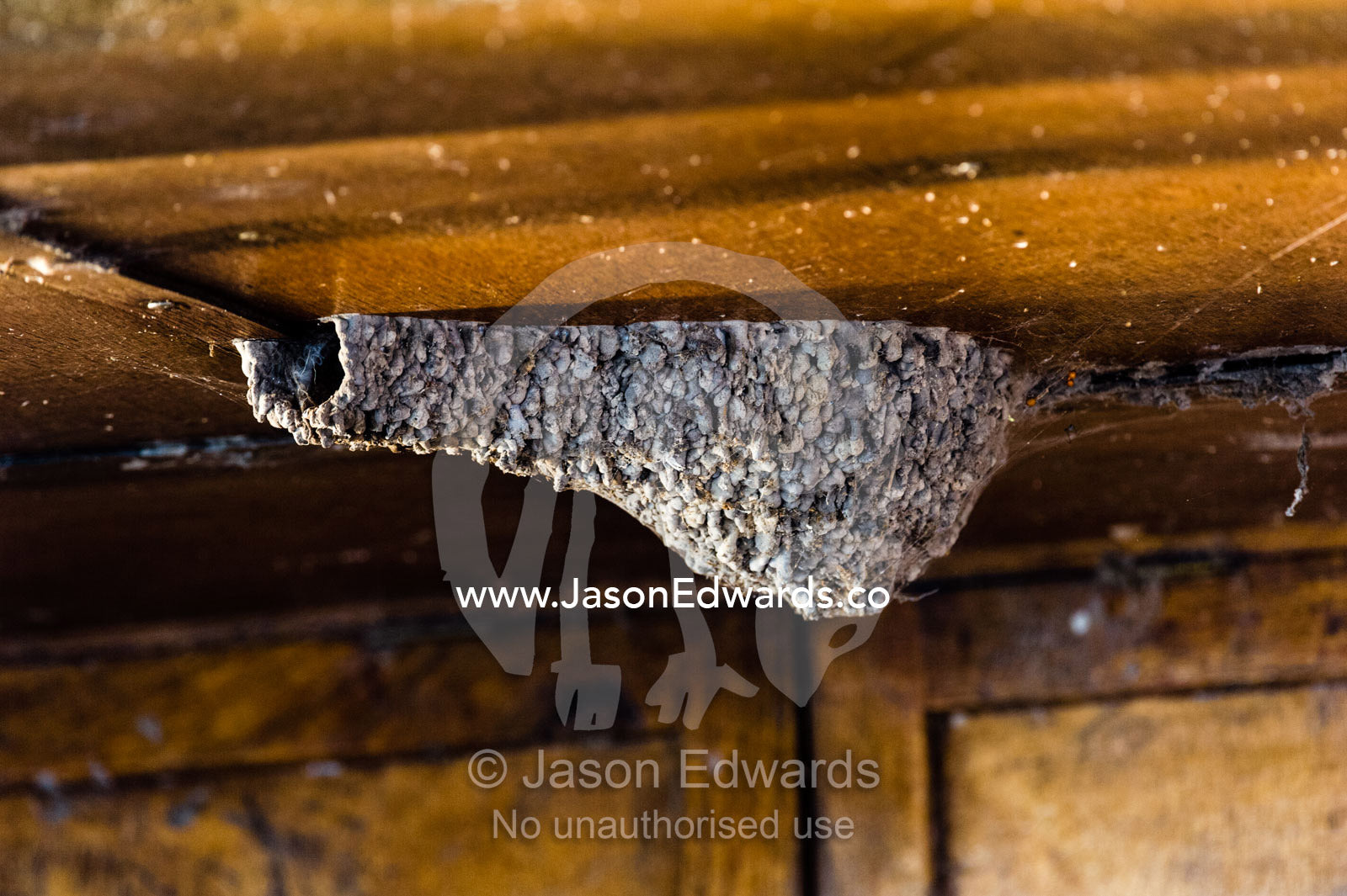A Lesser Striped Swallow constructing a mud nest beneath the ceiling of a river boat. Chobe River, Chobe National Park, Botswana.