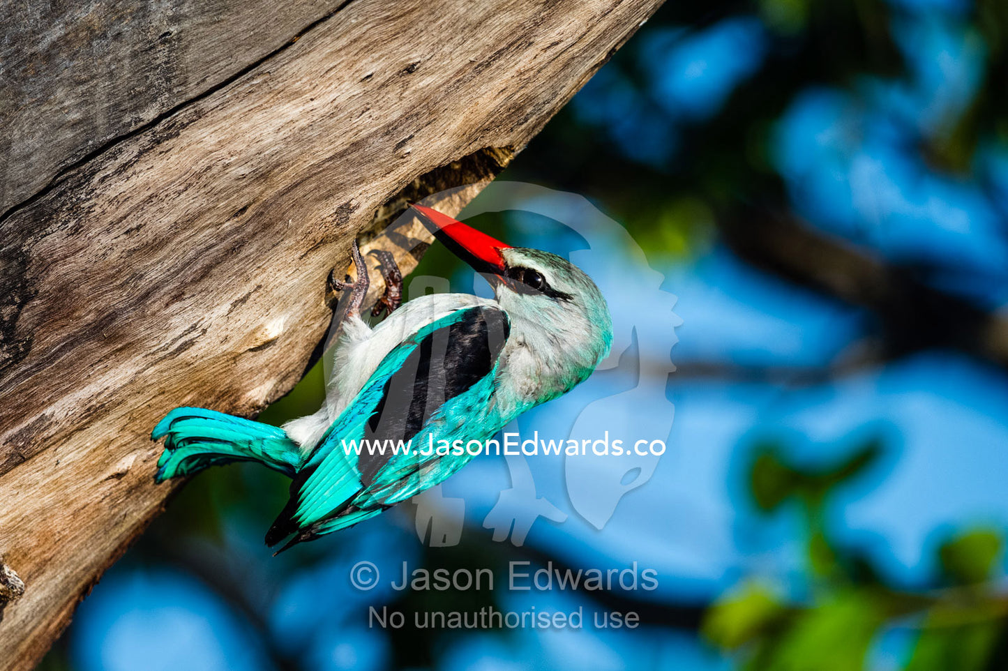A Woodland Kingfisher at it's nest hollow in a dead tree. Chobe River, Chobe National Park, Botswana.