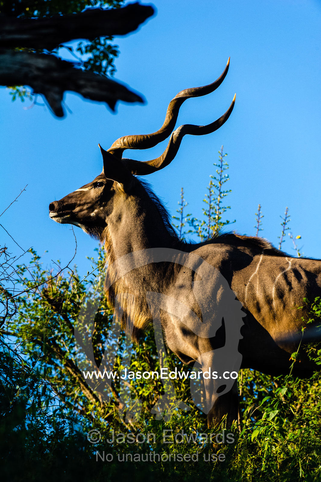 The majestic spiral horns of a male Greater Kudu on a ridge. Chobe River, Chobe National Park, Botswana.