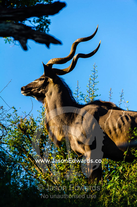 The majestic spiral horns of a male Greater Kudu on a ridge. Chobe River, Chobe National Park, Botswana.