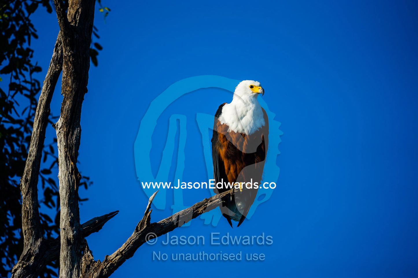 An African Fish Eagle roosting in a tree. Chobe River, Chobe National Park, Botswana.