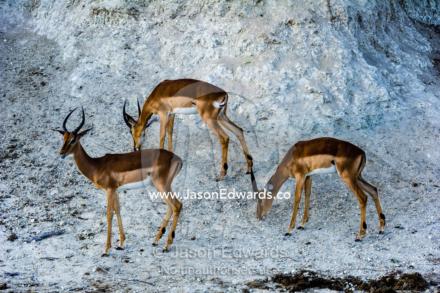 A bachelor herd of Impala licking minerals from a river bank. Chobe River, Chobe National Park, Botswana.