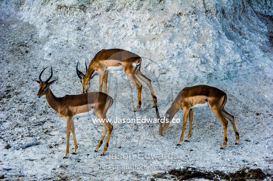 A bachelor herd of Impala licking minerals from a river bank. Chobe River, Chobe National Park, Botswana.